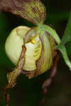 Kentuckey lady's slipper